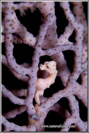 My first entry for 2007, is this strange looking pygmy se... by Yves Antoniazzo 