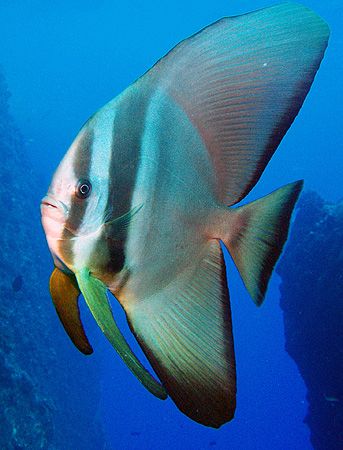 Batfish - Saipan Grotto by Martin Dalsaso 