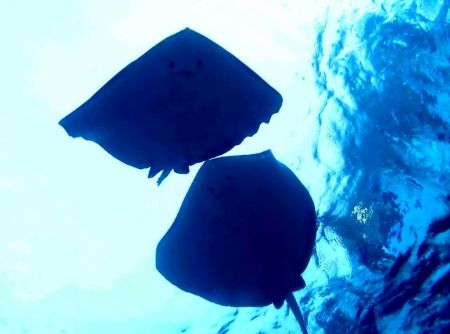 A pair of stingrays just below the surface. Stingray city... by Carlo Greco 