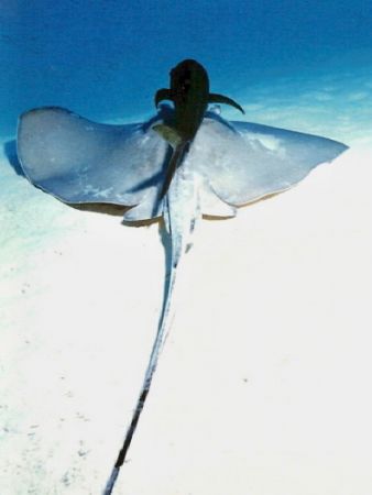 Southern Ray with Bar Jack.
Nikonos V 28mm lense by Marylin Batt 