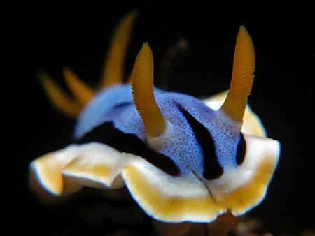 Rhino Of The Sea. Taken With Canon G7 In Anilao, Philippi... by Edvin Eng 