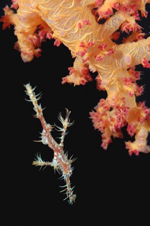 Ghost-pipefish Free swimming around
soft coral, Nikon D5... by Amir Stern 