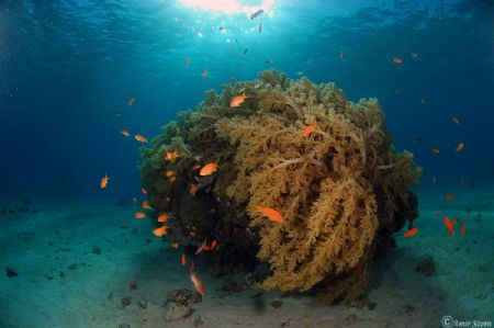Coral at the red sea..
Nikon D50, 10.5FE by Amir Stern 