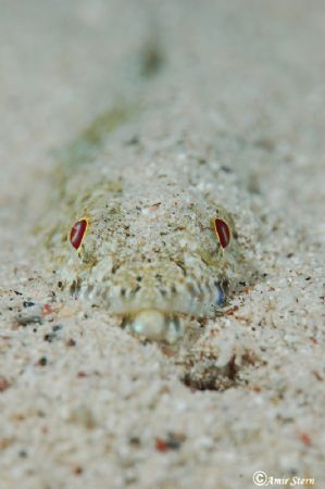 Lizzard fish.. Waiting for food...
Nikon D50, 105VR by Amir Stern 