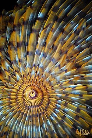 Spiral worm (Sabella spallanzani). D200 with 105 mm Sigma. by Arthur Telle Thiemann 