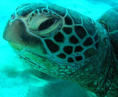 turtle. off waikiki. by Elizabeth Chase 