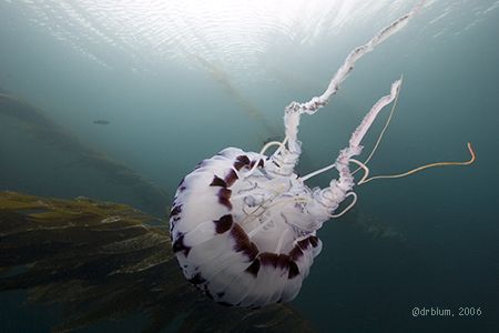 Drifting through the kelp, Chrysaora colorata, Monterey B... by Dan Blum 