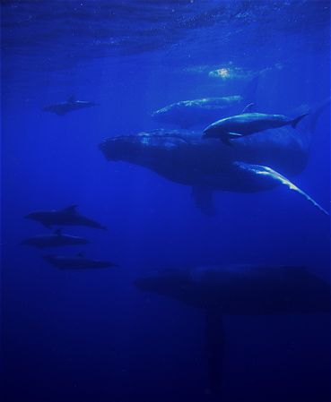 During the saftey stop, we could hear the dolphins well b... by Dylan Matheson 