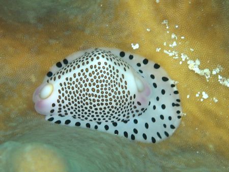 Interesting Nudi. Bohol, PI. by Ben Nichols 