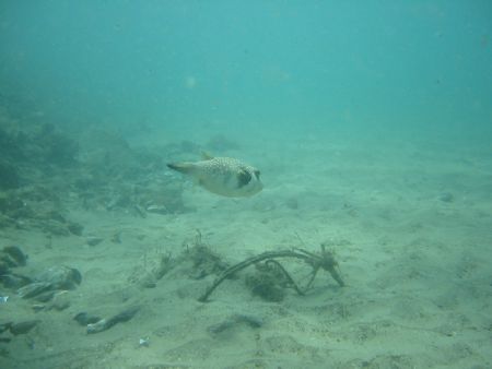 Relaxed Puffer by Michelle Winstanley 