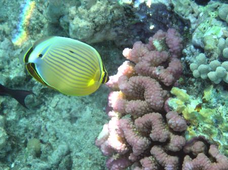Great Barrier Reef by Heather Shaw 