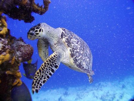Hmmm, do I really want to eat this?
(turtle at Santa Ros... by Kenn Bolbjerg 