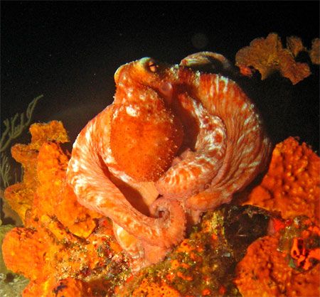 Orange camoflage. Canon SD550. Cozumel. by Paul Holota 