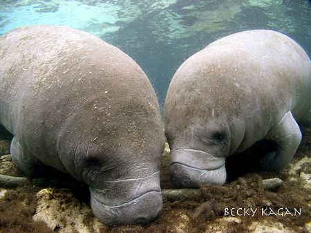 Love is in the water!!! Crystal river manatees by Becky Kagan 