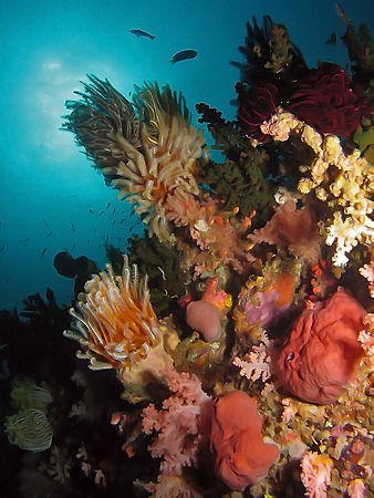 Sunburst Over Colorful Reef! Taken with Canon S80 in Anil... by Edvin Eng 