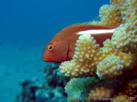 Arc-Eye Hawkfish - Maui by Terence Zahner 