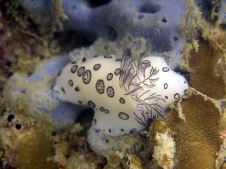 Jorunna Funebris, 8m depth, sitting on a rock. Phu Quoc I... by Todd Hansen 