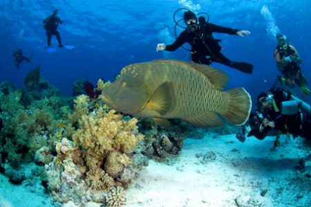 Uauu the Napoleon!Sharm el Sheik 2006
Nikon D100 with 10... by Marchione Giacomo 