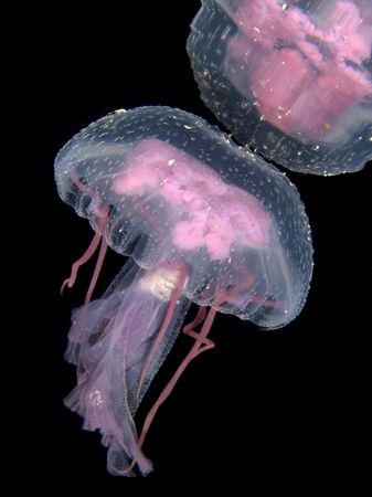 Yellyfish taken at the end of a night dive at Ras Caty wi... by Nikki Van Veelen 