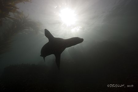 Angel at Dawn, California Sealion, Monterey Bay,
Canon 2... by Dan Blum 
