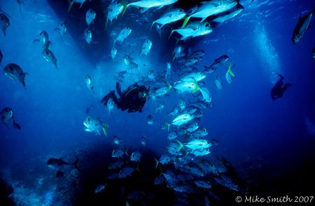 Diver with Horse Eye Jacks schooling under our dive boat.... by Mike Smith 