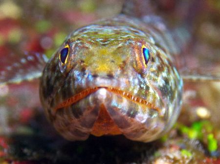 Lizard fish- front on- scary looking teeth. Great Barrier... by Joshua Miles 
