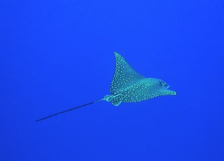 Into the Blue
Malediven - Vilamendhoo House reef
Foto w... by Martin Wierda 