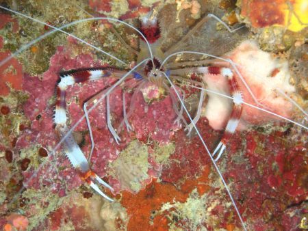 Cleaner Shrimp. Bohol, Visayas. by Ben Nichols 