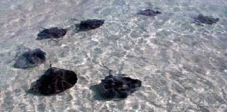 school of stingrays swimming at the stingray city sandbar... by Andrew Kubica 