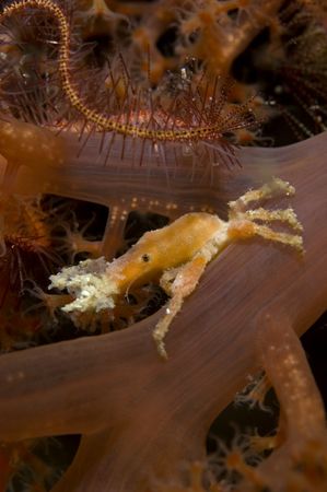 A soft coral crab taken on a night dive in Si Amil. Nikon... by Jane Morgan 