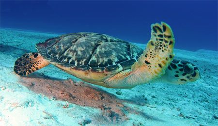 A turtle cruising the flats. Canon SD550. Cozumel. by Paul Holota 