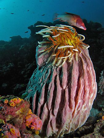 Against The Flow & Head On Current! Taken In Anilao, Phil... by Edvin Eng 
