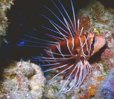 lion fish, Sony DCR-PC350 by Marylin Batt 