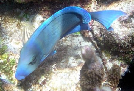 bright colored blue tang swimming at the corral gardens r... by Andrew Kubica 