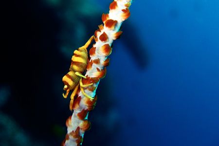 Shrimp-on-a-whip, taken at Apo Island in the Philippines ... by Carlos Munda 