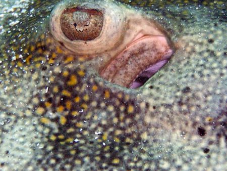 Ray eye and gill by Lora Tucker 