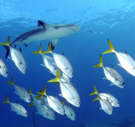 Caribbean Reef Shark with a few horse eye jacks. Nikon D7... by Tara Artner 
