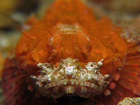 Orange That Sting! Taken In Anilao, With Canon G7. by Edvin Eng 