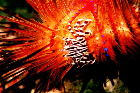 A zebra crab hitches a ride on a fire urchin in Kaputian ... by Carlos Munda 