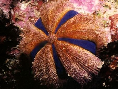 Jewel Urchin. Nikonos V 28mm lense with 1:5 close up by Marylin Batt 