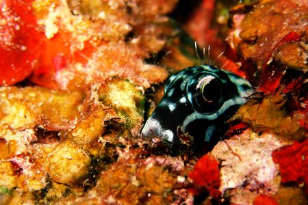 A blenny plays peek a boo from its hidey hole on a shallo... by Carlos Munda 