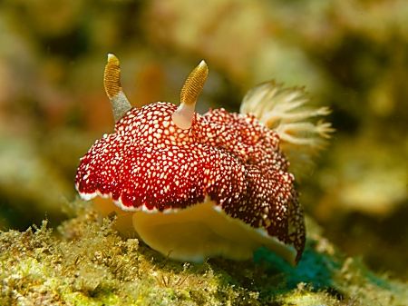 Aren't I a pretty one..... by Thomas Roesler 