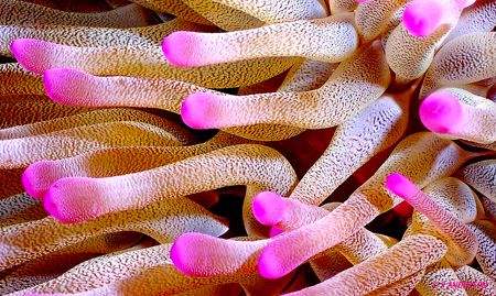 HAPPY VALENTINES DAY!!!!! This photo was taken in Cozumel... by Steven Anderson 