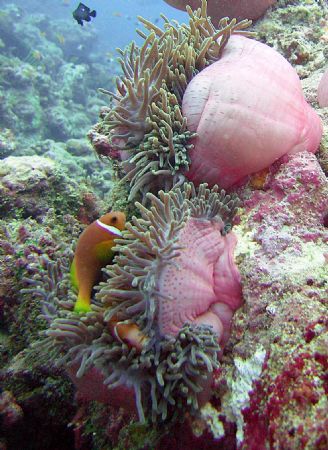 Colors of the ocean 

Vilamendhoo House reef
Sea & Sea... by Martin Wierda 