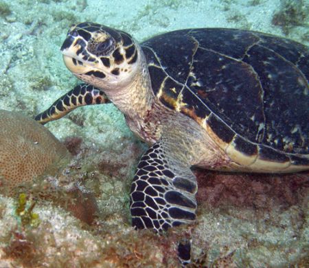Hawksbill Turtles are my favorite by Lora Tucker 