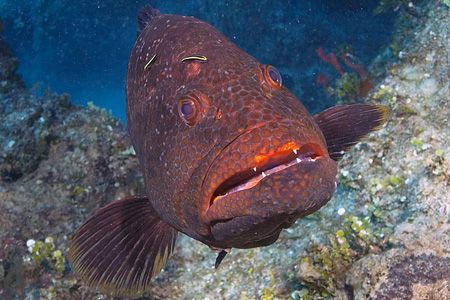 Boo! Curious grouper, Bahamas. Fuji Finepix S2. by Stuart Spechler 