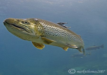 Brown trout.
Capernwray, Feb 07.
D200 16mm. by Mark Thomas 
