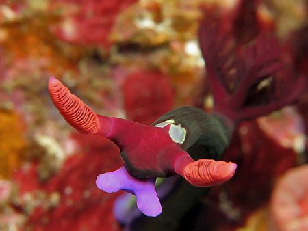 Charging Into Your Screen. Taken In Anilao With Canon G7. by Edvin Eng 