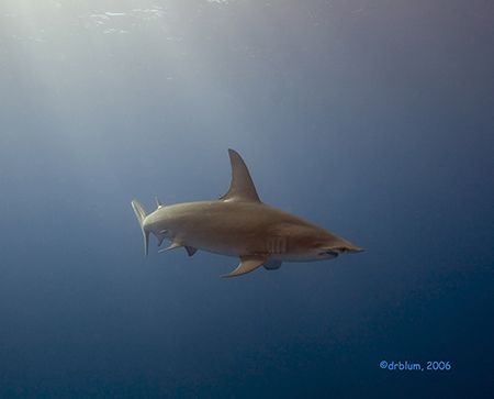 Great Hammer Head from an intersting angle, Grand Bahama
... by Dan Blum 