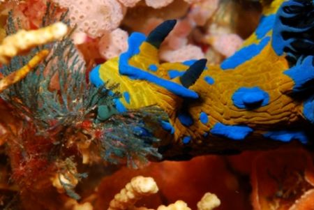 Tambja verconis feeding. Nikon D80 with 60mm macro lens, ... by Samuel Kemp 